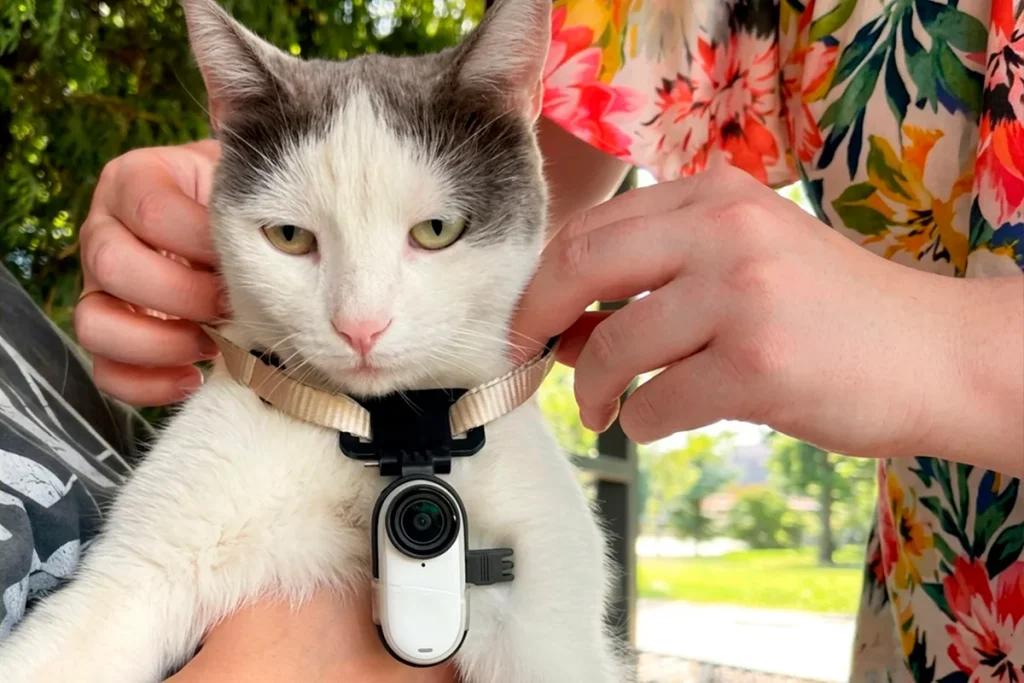 Camera-equipped cats taking part in a search for missing pets in Kazakhstan