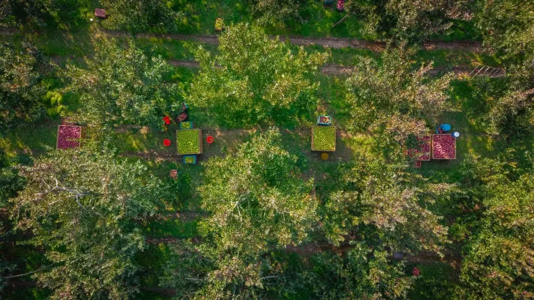 A grower examines a branch bearing apples in an orchard in the Almaty Region, with rows of trees behind them. Documentary photograph in natural light, with no text.