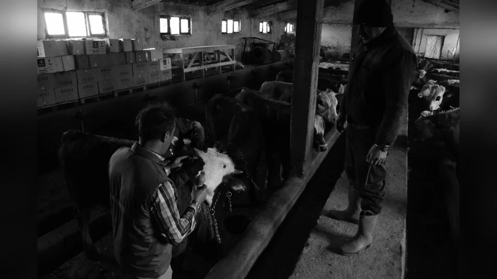 Қазақстандағы шаруашылықта етті ірі қара қамалған қора жанында тұрған қазақстандық фермер. Табиғи жарық, жұмыс киімі, деректі түсірілім, жазусыз.